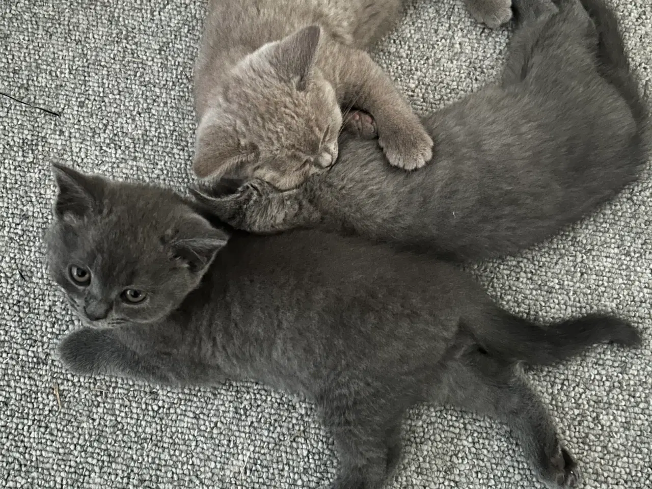 Billede 4 - British shorthair killinger sælges