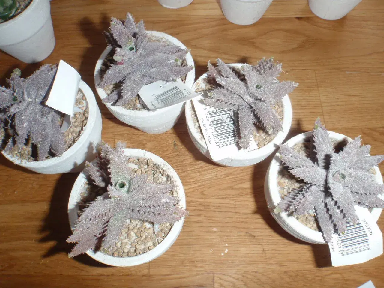 Billede 5 - Kunstige kaktusser