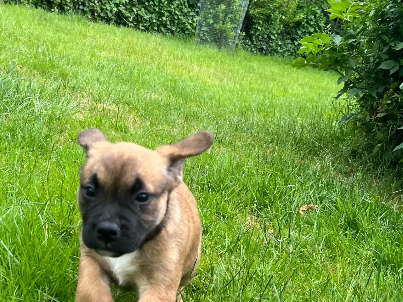 Billede 3 - Fransk bulldog blandning