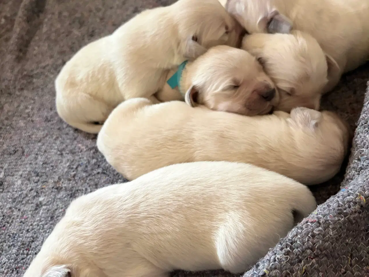 Billede 4 - Golden Retriever hvalpe