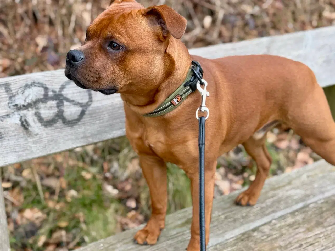 Billede 10 - Staffordshire Bull Terrier han