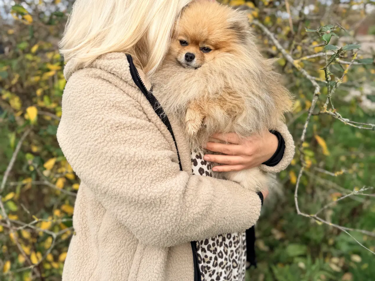 Billede 6 - Pomeranian Dreng