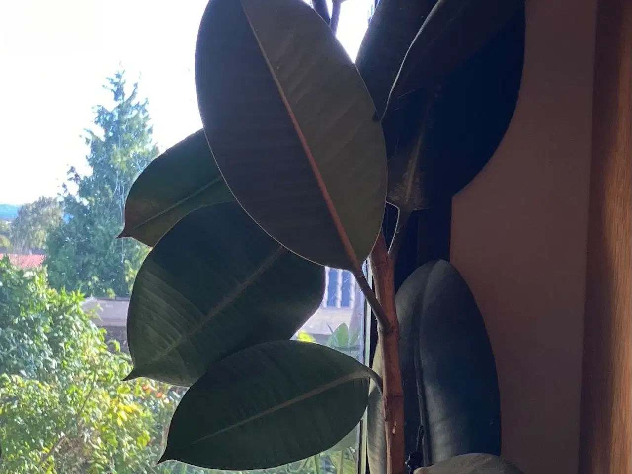 Billede 2 - To store Gummitræ, Ficus elastica