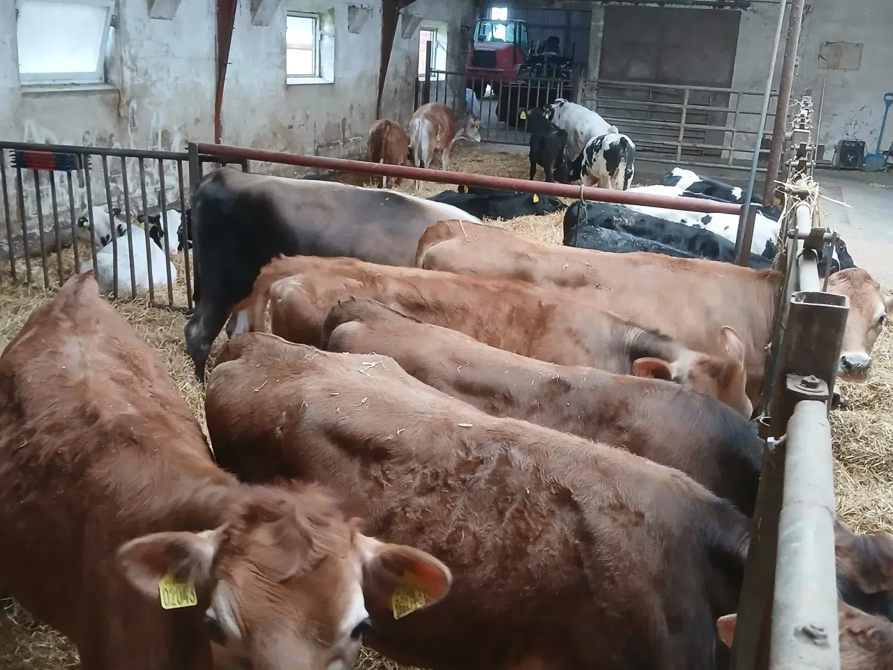 Billede 3 - Jersey kvier