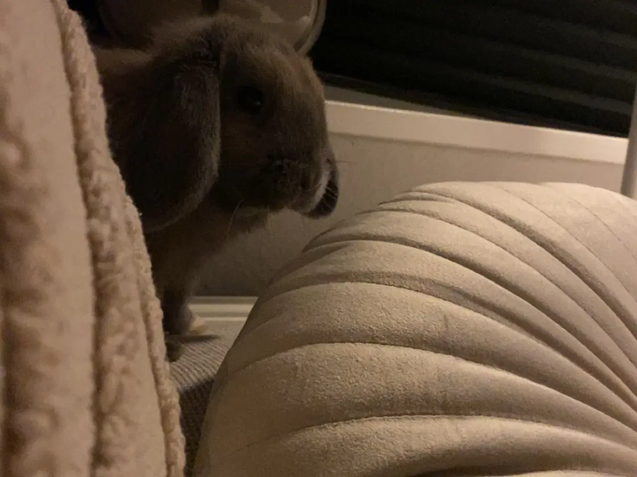 Billede 2 - Sød han kanin 