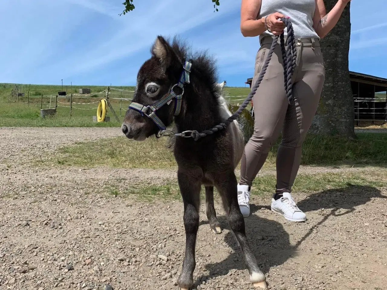 Billede 15 - Mini shetlands hoppeføl