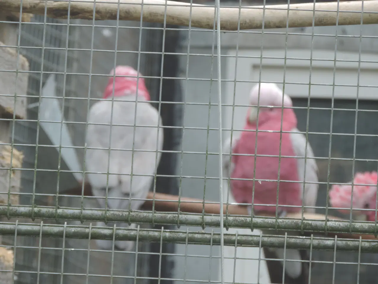 Billede 1 - 1,1 Rosa sælges