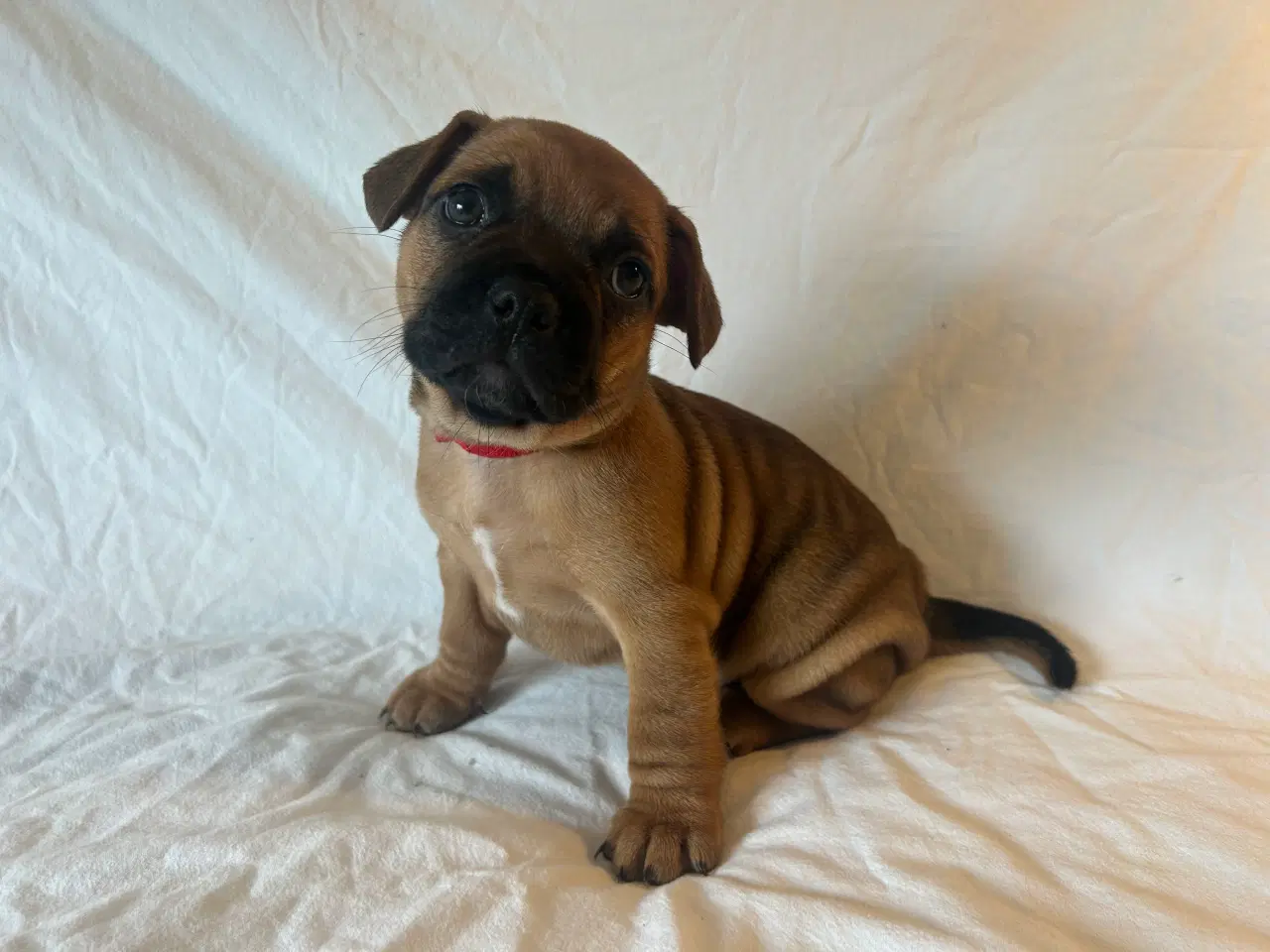Billede 2 - Frengle - Fransk Bulldog hvalpe