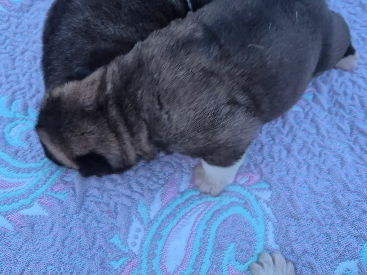 Billede 1 - Hundehvalpe American Akita