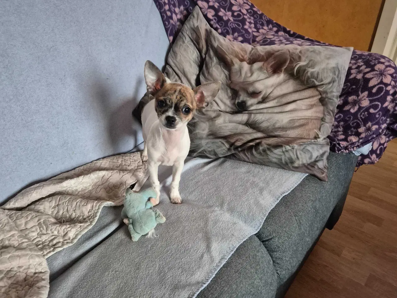 Billede 6 - chihuahua 