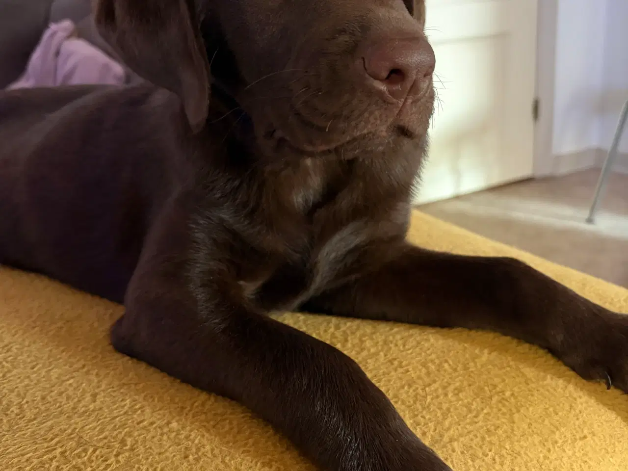 Billede 4 - Beautiful and energetic Labrador puppy - Healthy a