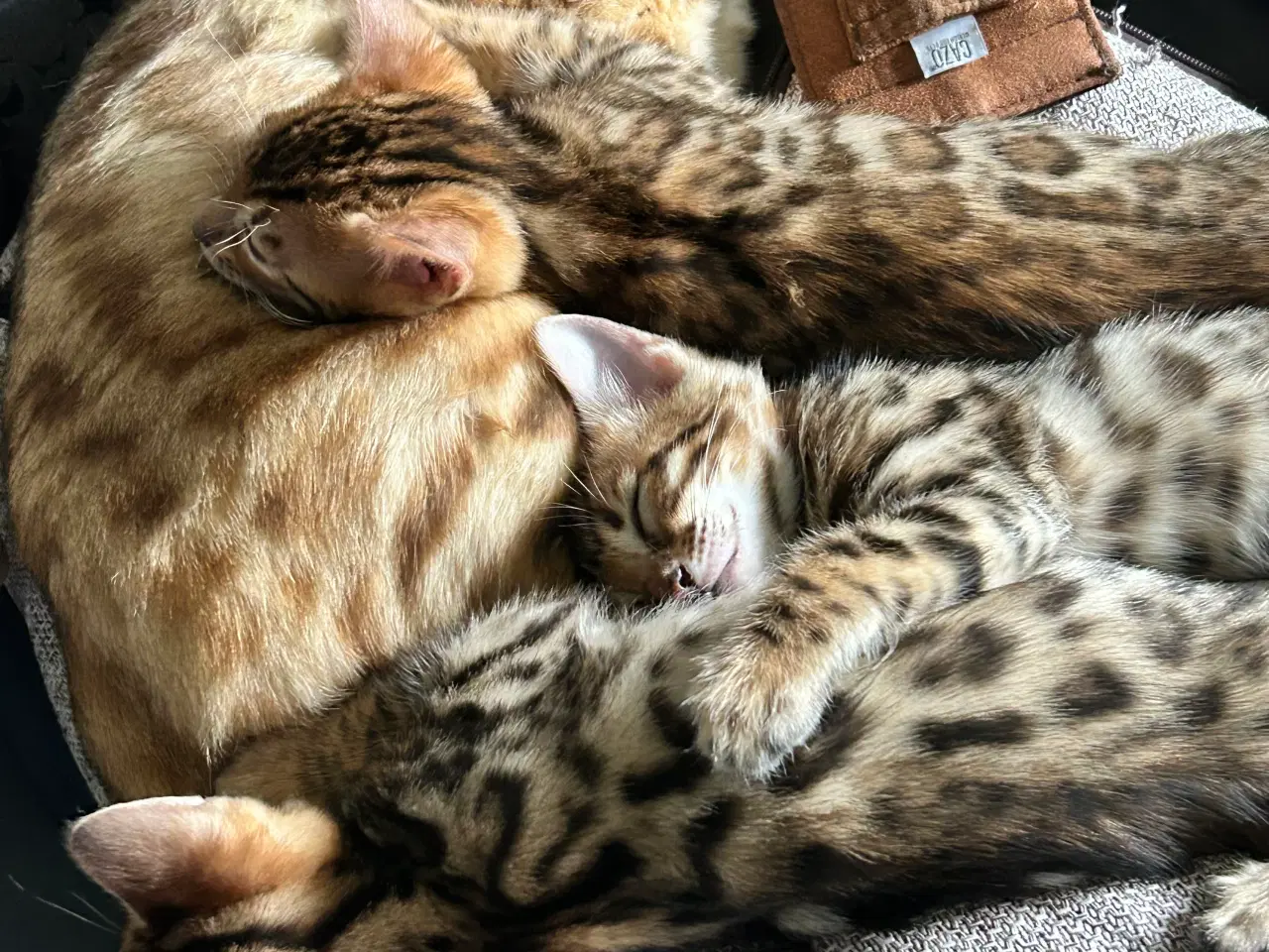 Billede 2 - Bengal Kitten 