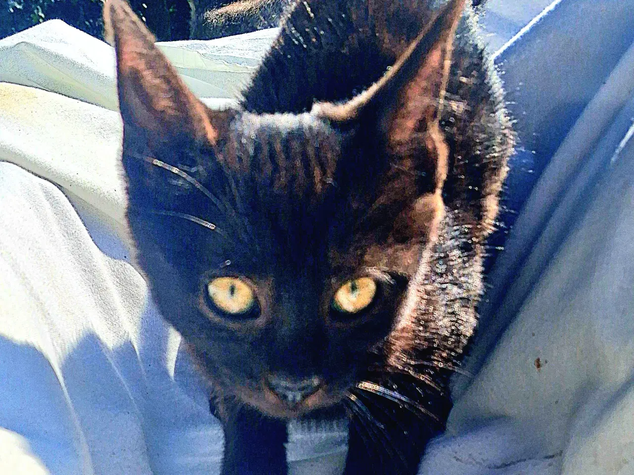 Billede 5 - Minikat killinger søger nye kærlige hjem.