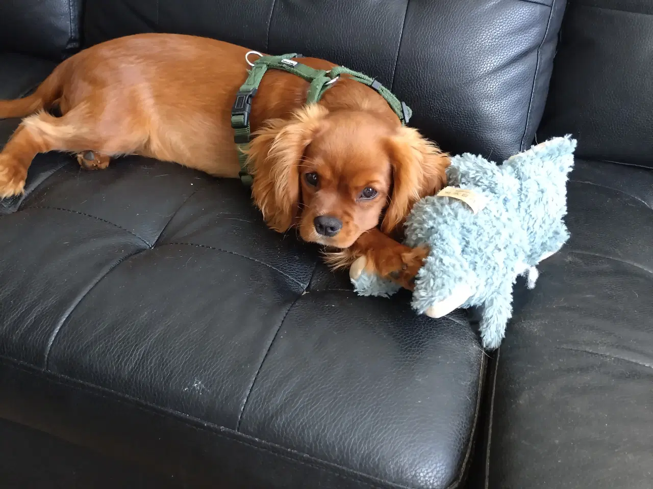 Billede 3 - King Charles spaniel stue ren charmetrold