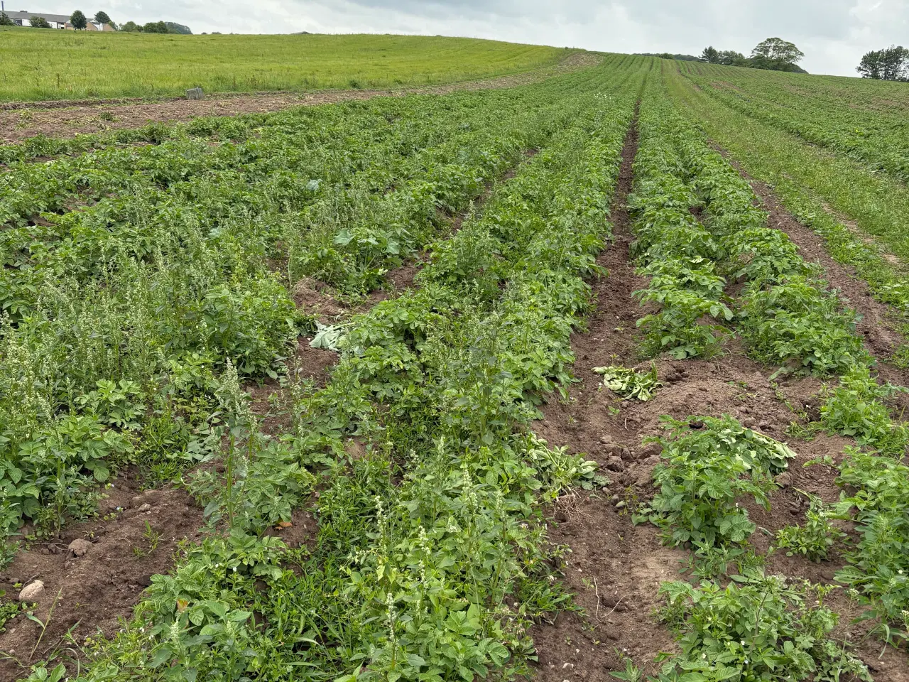 Billede 2 - Grav jeres egne kartofler op
