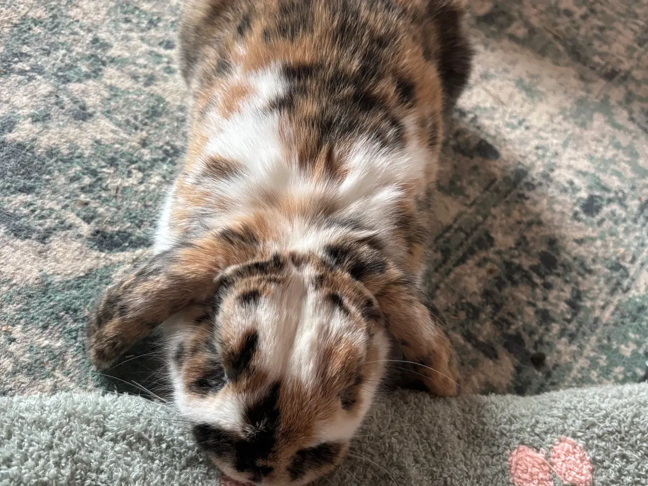 Billede 1 - Lillebror søger nyt hjem 