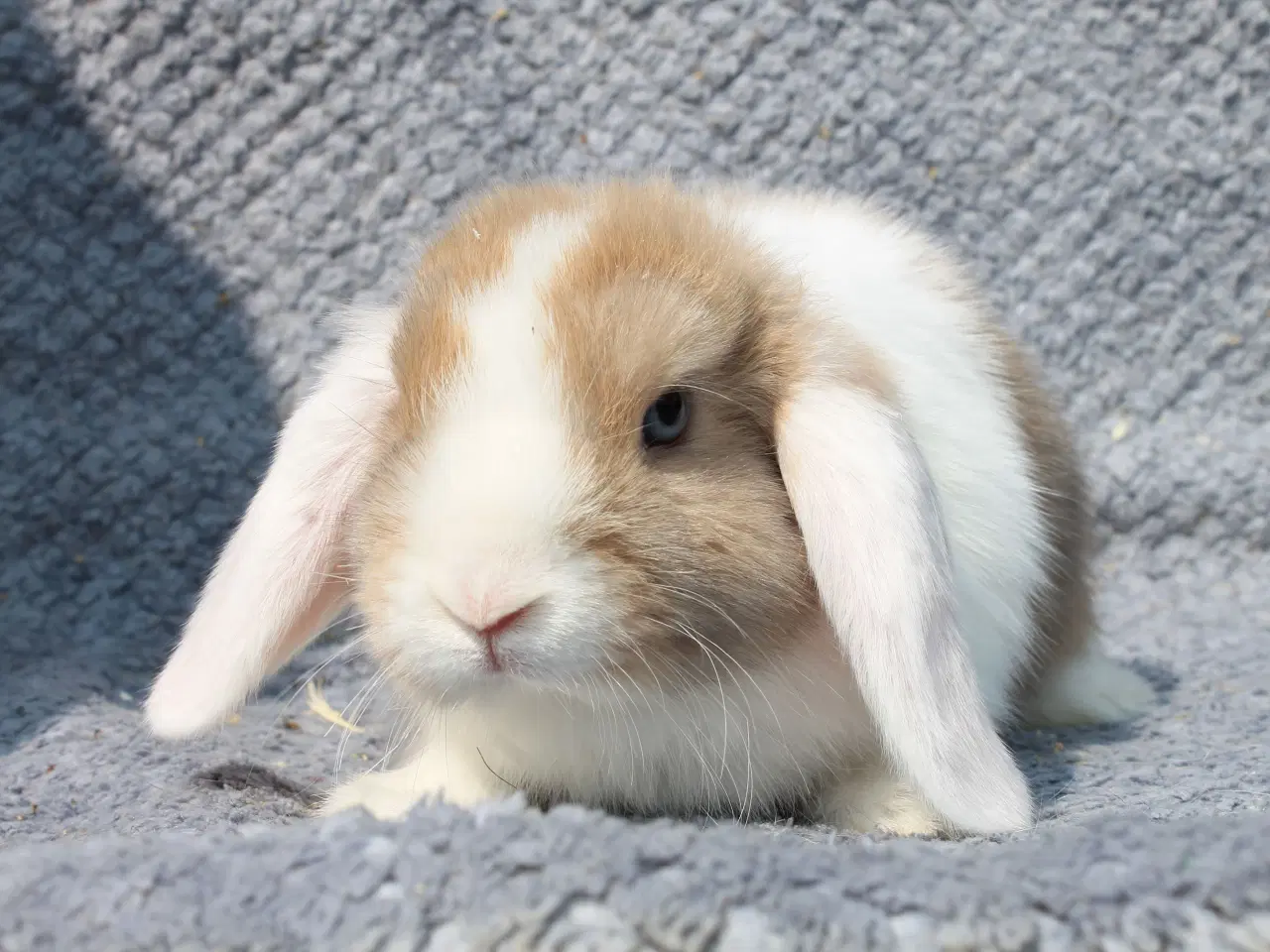 Billede 1 - Dværgvædder/Mini lop hunkanin
