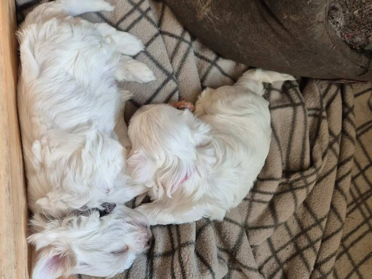 Billede 3 - Malteser babyer 1 pige og en dreng