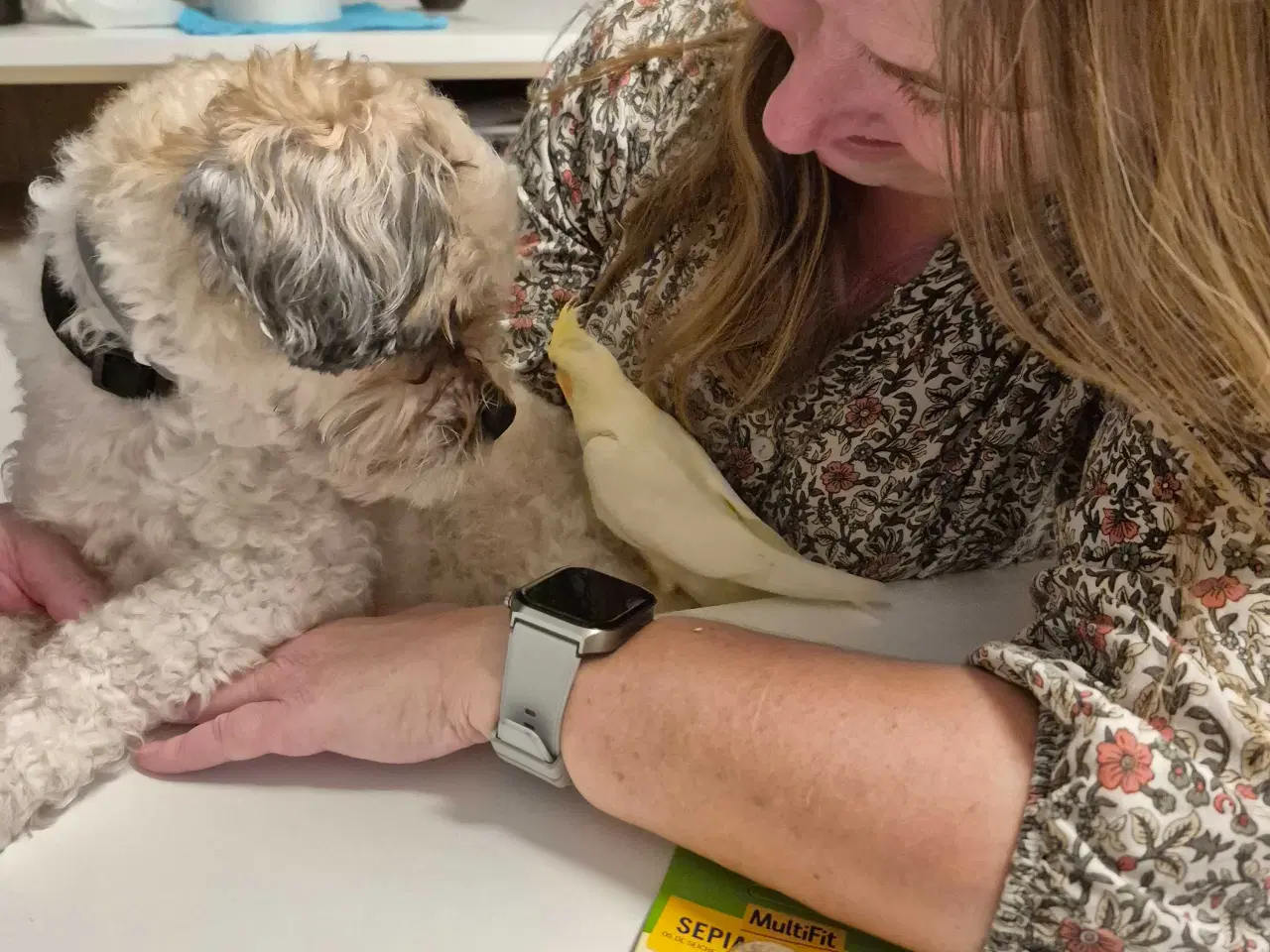 Billede 2 - Nymfeparakit med nyt bur