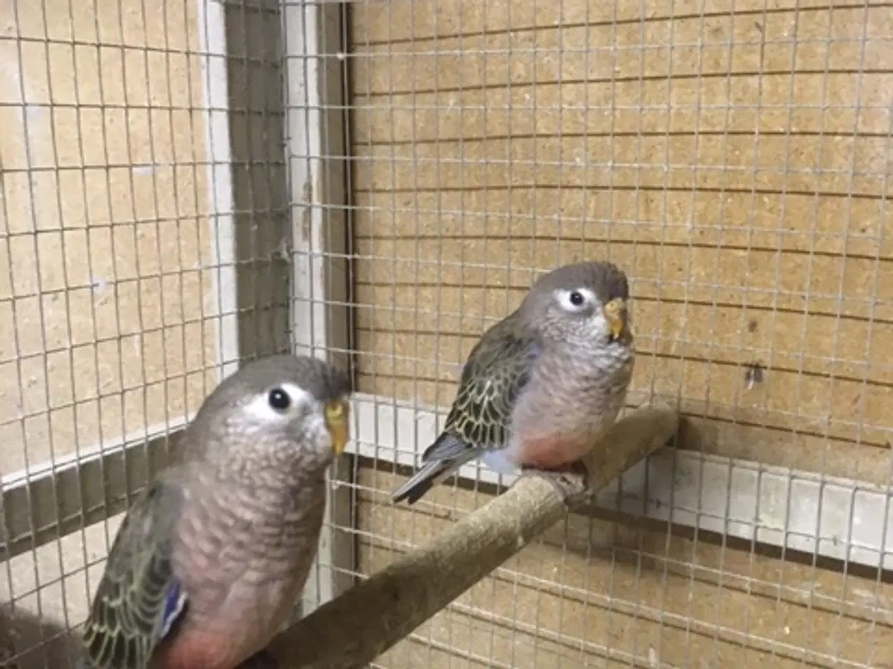 Billede 3 - Bourks Parakitter, unge fugle af eget opdræt.