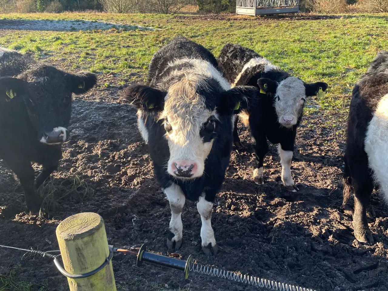 Billede 3 - Galloway x herford kvie.