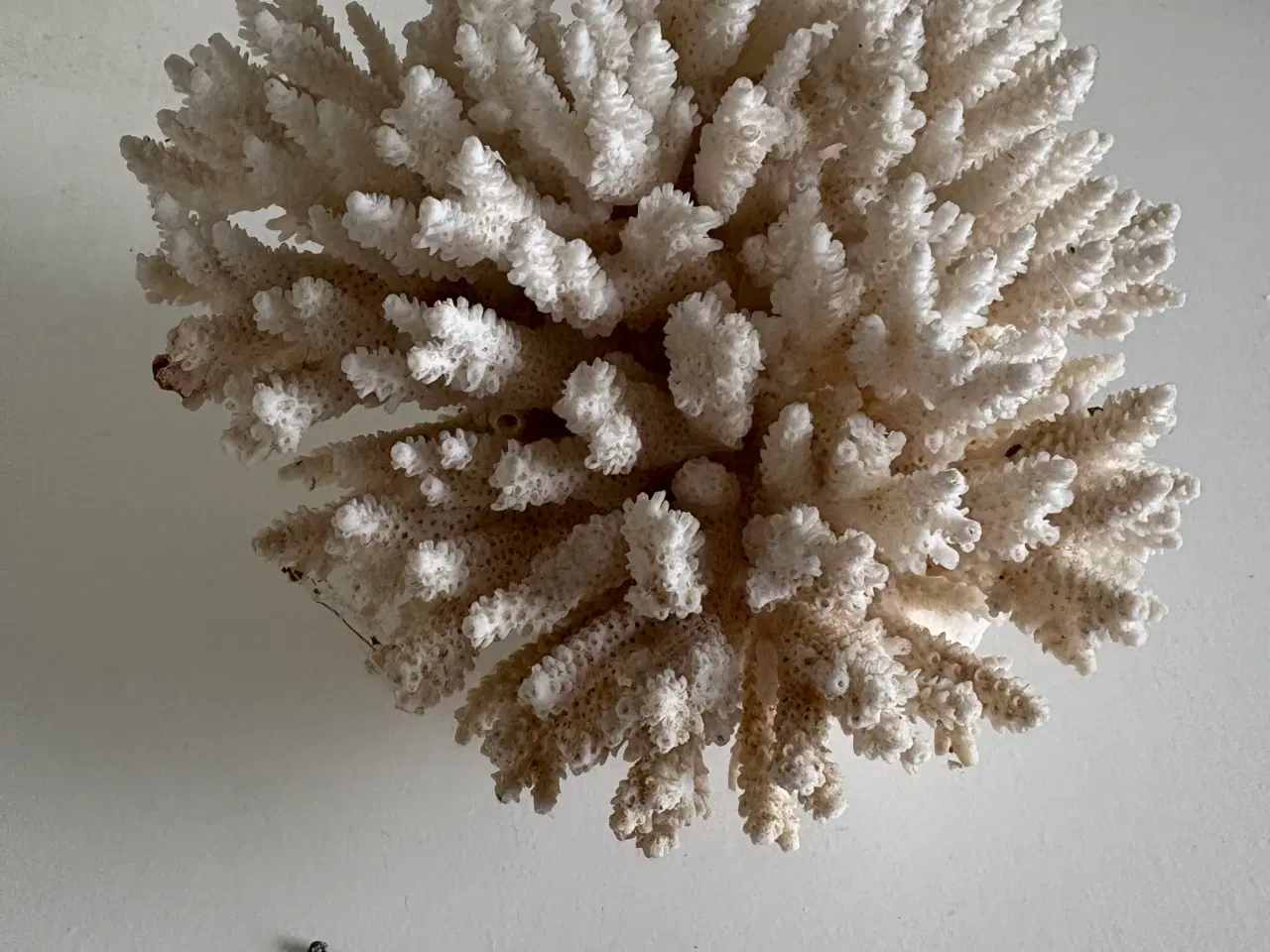 Billede 1 - Koral