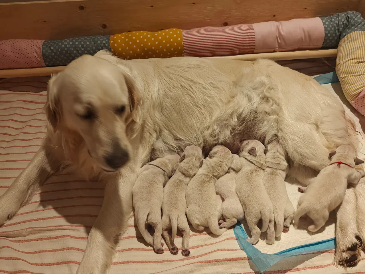 Billede 1 - Golden Retriever hvalpe