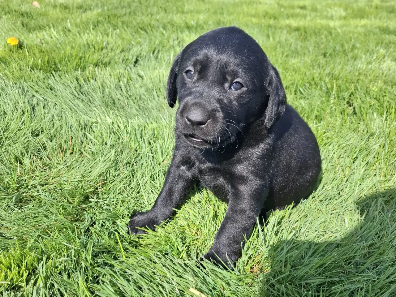 Billede 5 - Labrador hvalpe  4 uger 
