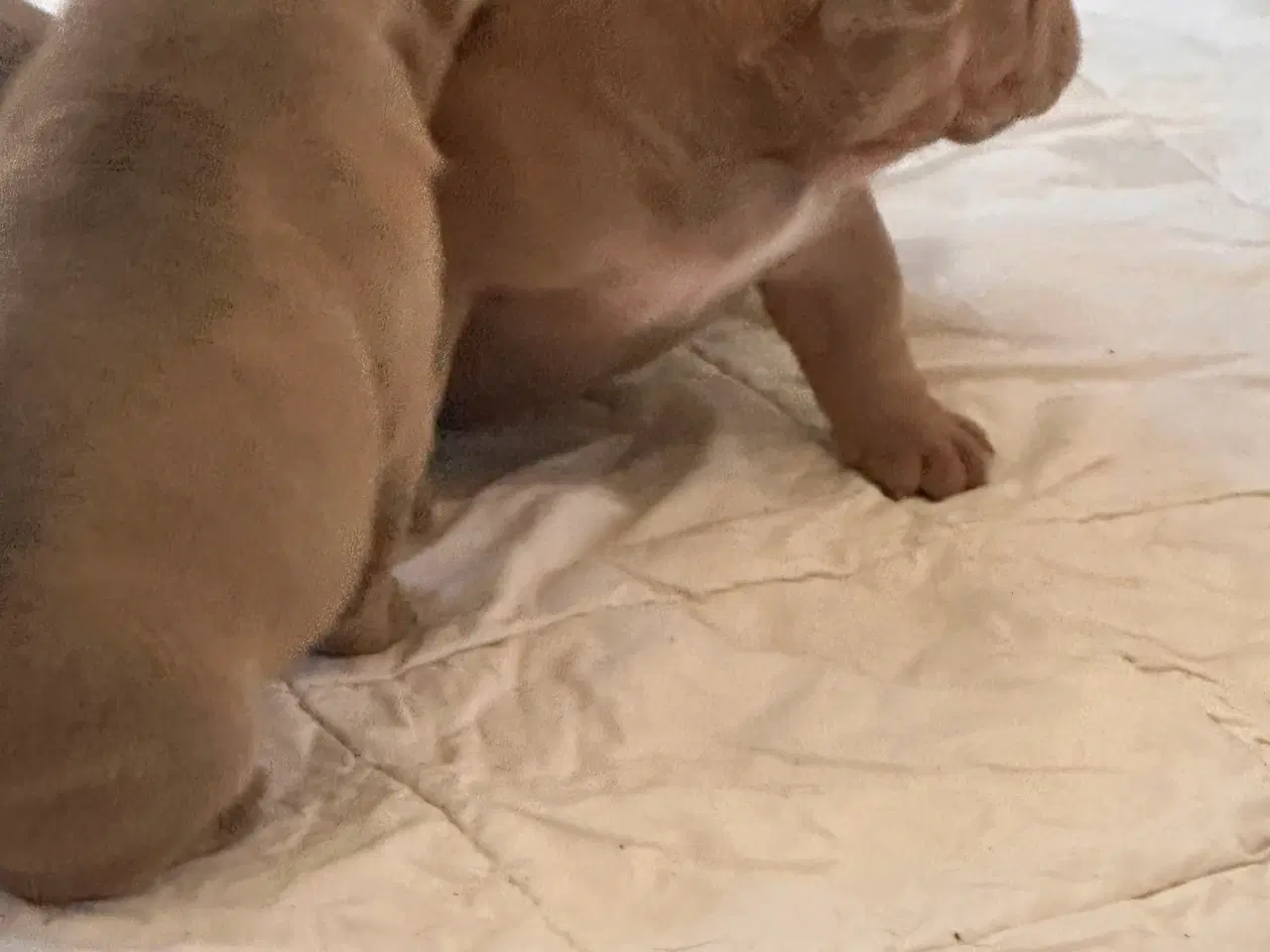Billede 20 - English bulldog