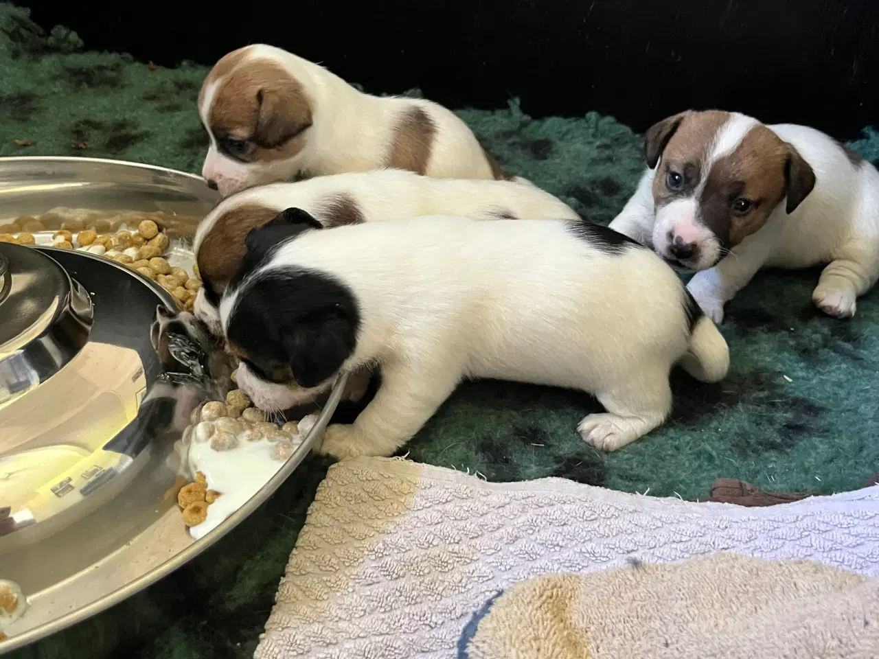 Billede 6 - Jack Russell hvalpe