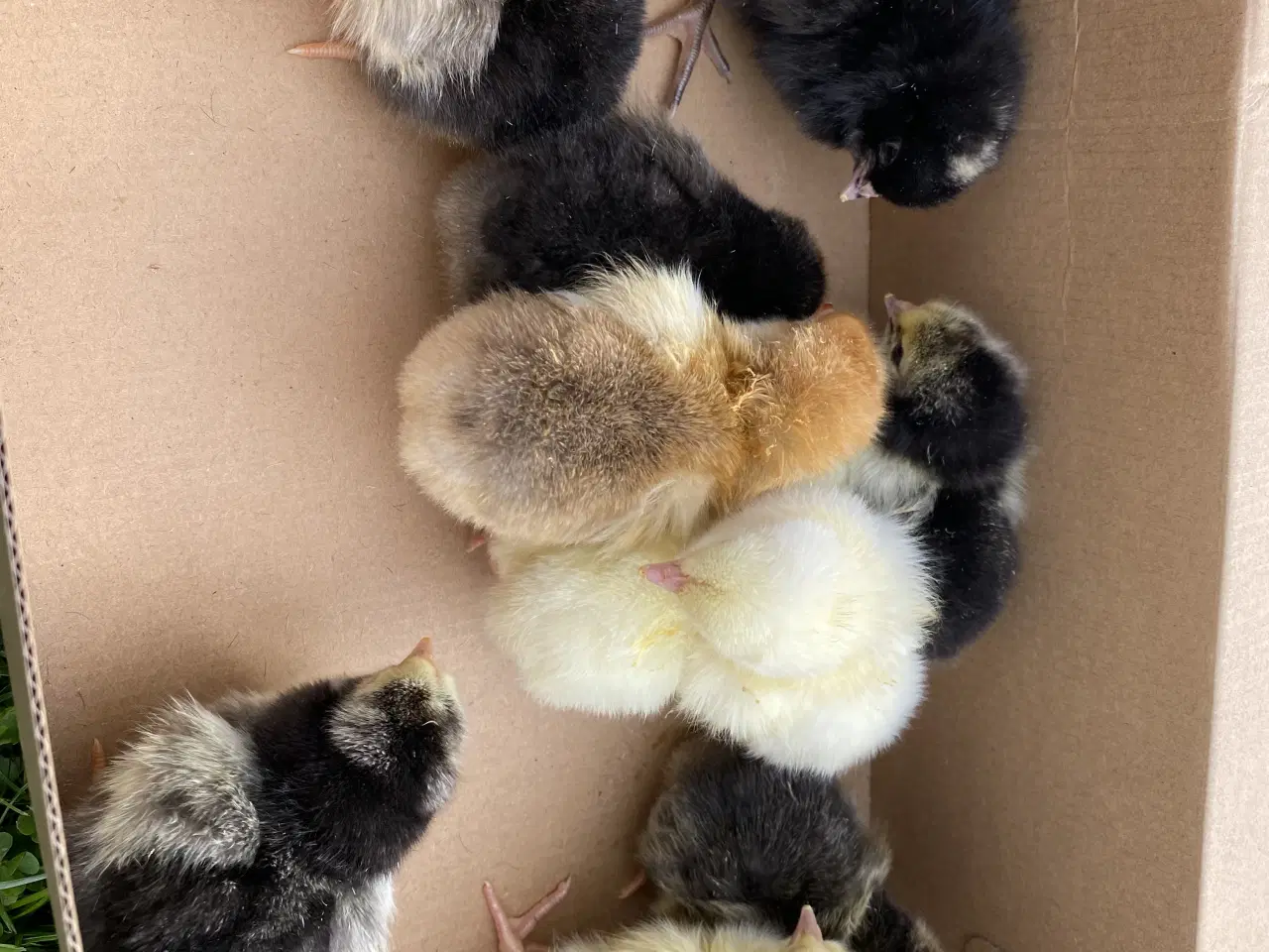 Billede 3 - Fine kyllinger 