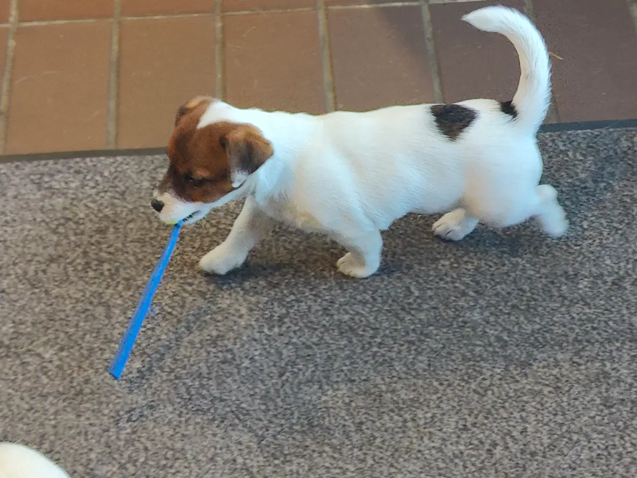 Billede 18 - Jack Russell Terrier hvalpe