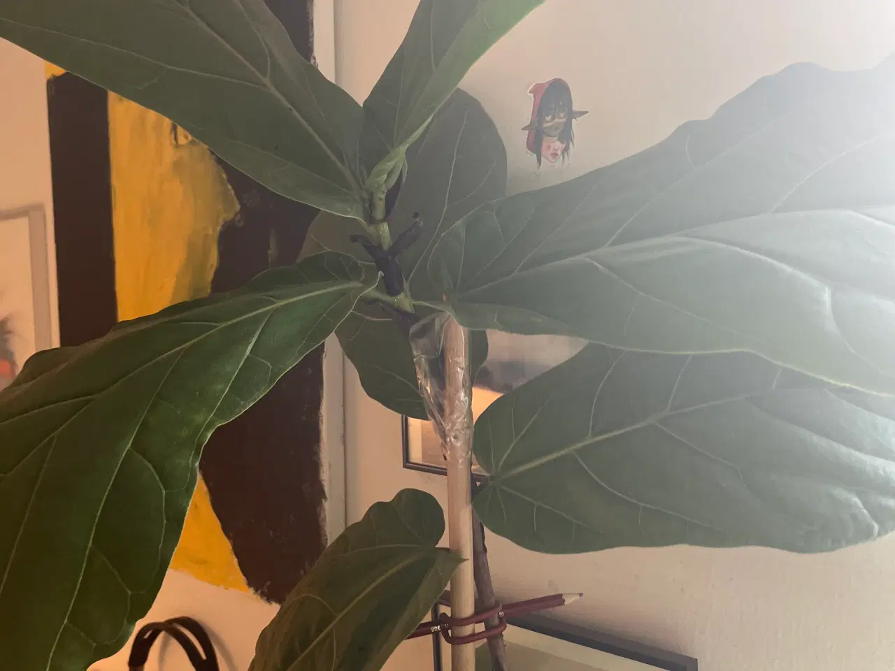 Billede 2 - 2 m højt violintræ 