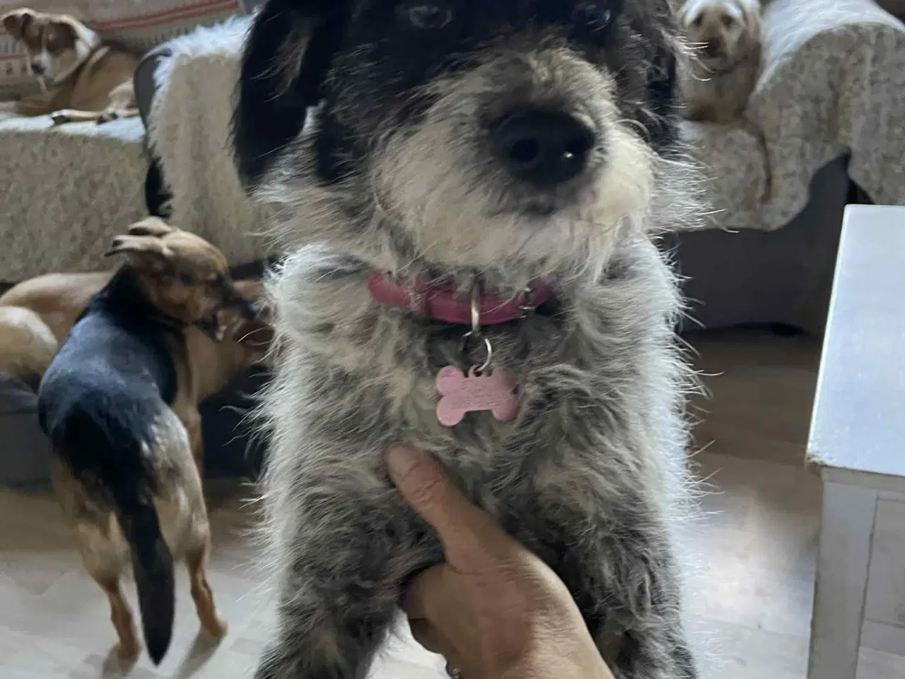 Billede 4 - Skønne Tara 4ever familie 🩷