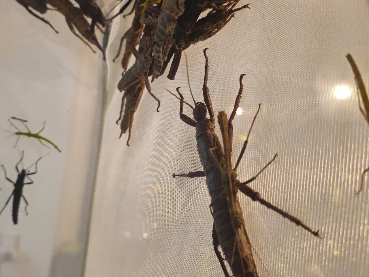 Billede 2 - Vandrende pinde rosengrene