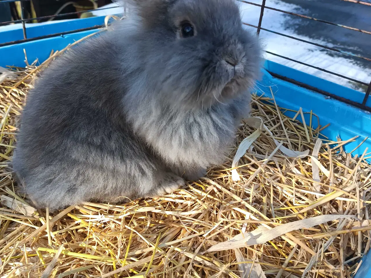 Billede 1 - Minilop/ Dværg vædder 