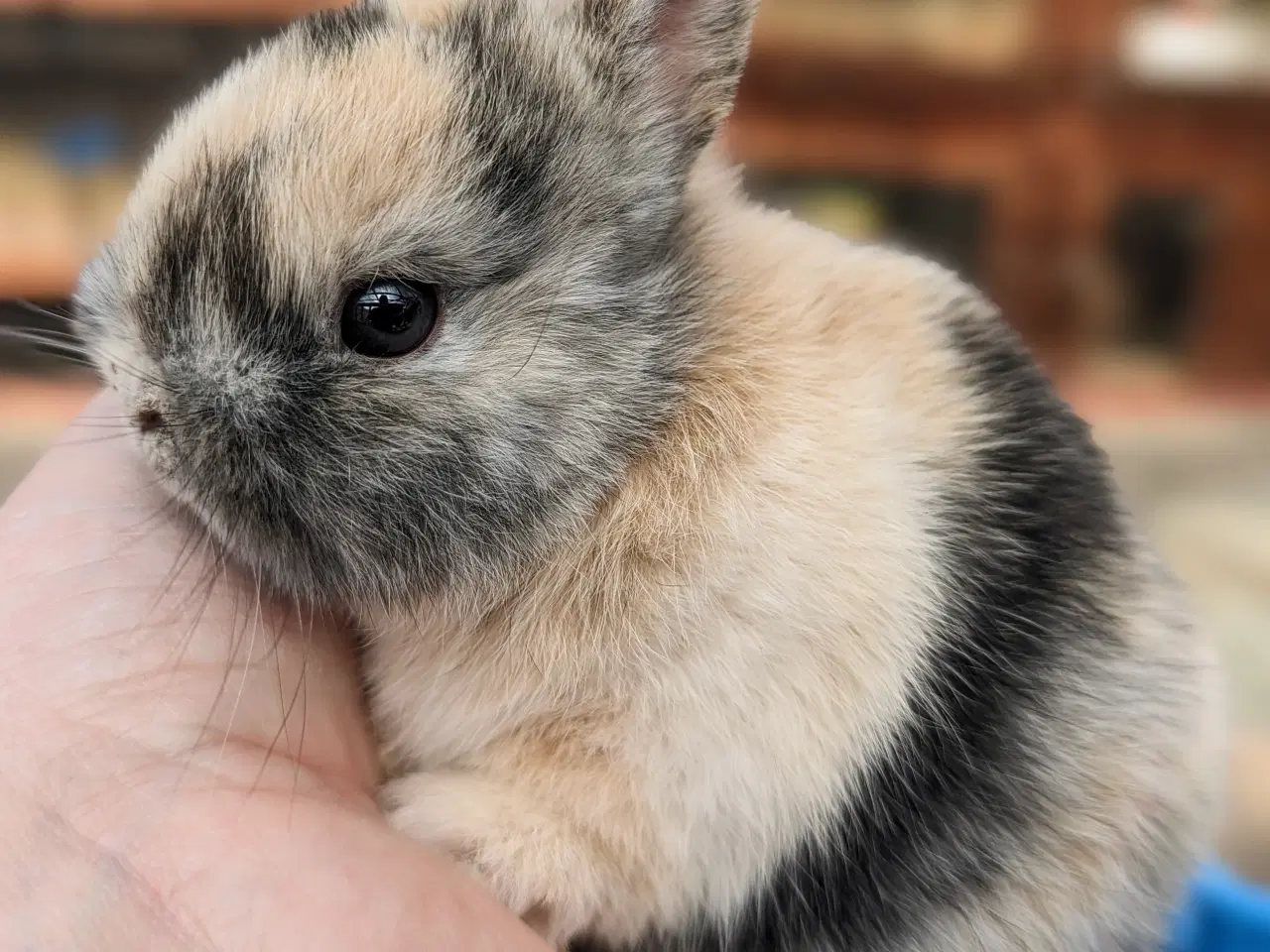 Billede 4 - Hermelin kaninunge sælges