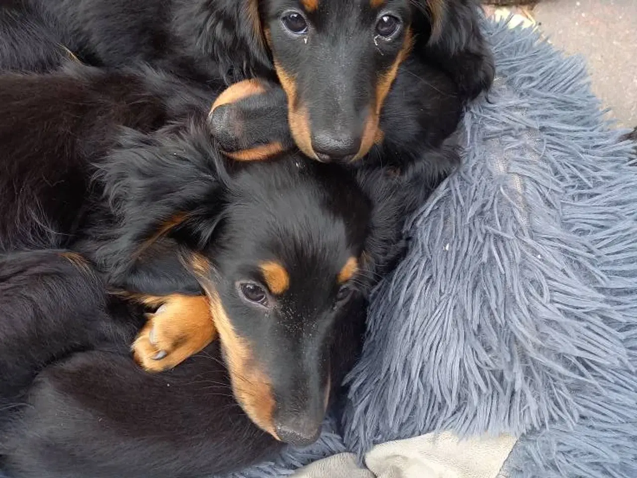 Billede 4 - Langhåret dværg gravhund med  DKKstamtavle.