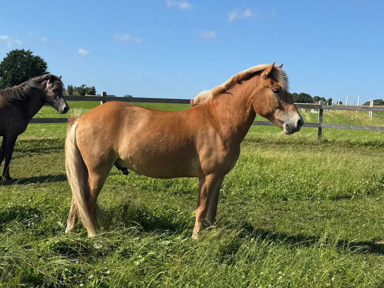 Billede 6 - Stor 6 års islændervallak