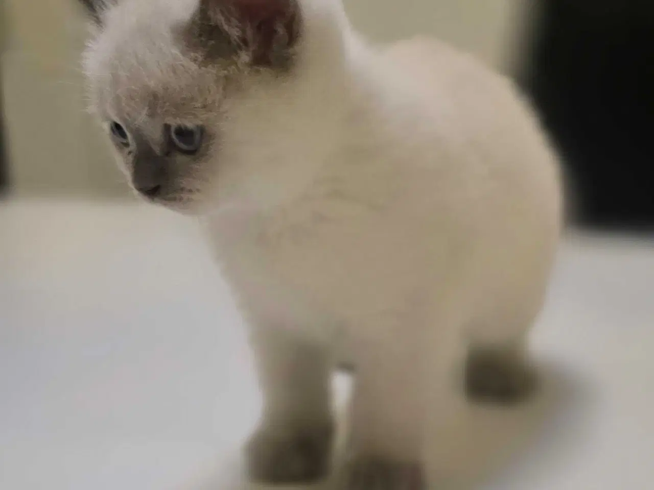 Billede 9 - 3 skønne kattekillinger 