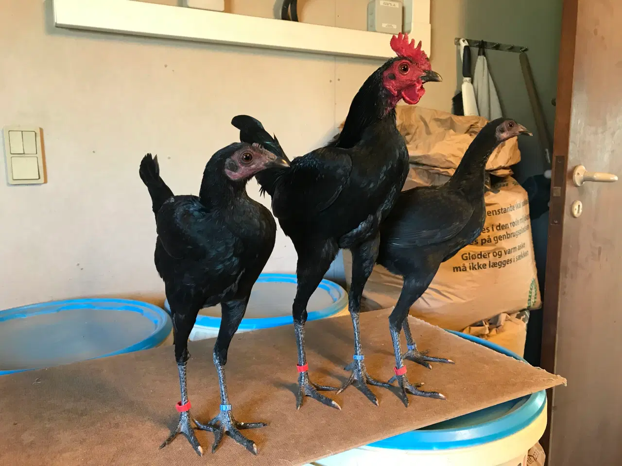 Billede 2 - Dværghøns 
