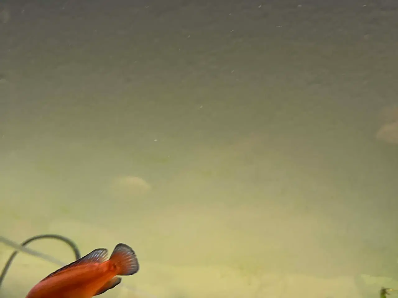 Billede 5 - Juvelcichlide 2 stk