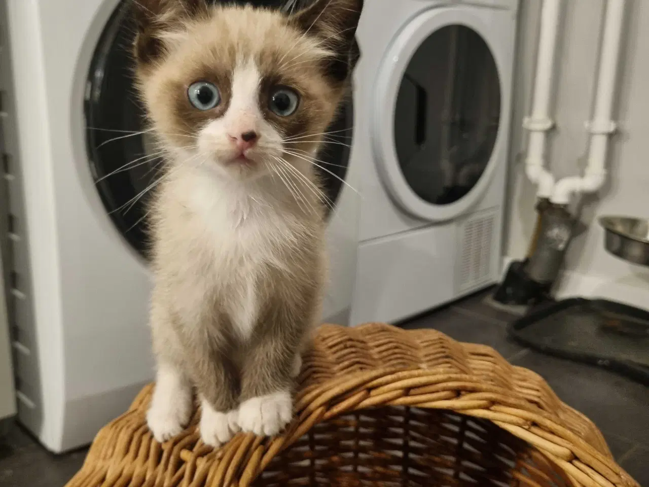 Billede 3 - Søde.killinger til salg