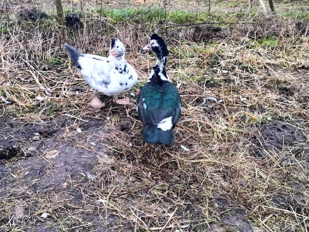 Billede 1 - Moskusænder 