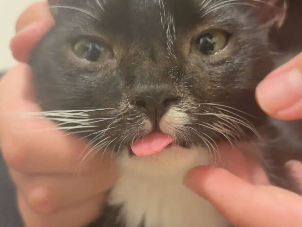 Billede 2 - Han killing med alt udstyr