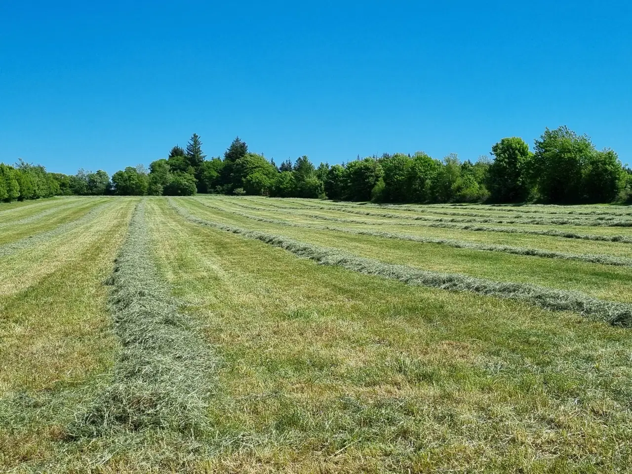Billede 1 - Hø til heste