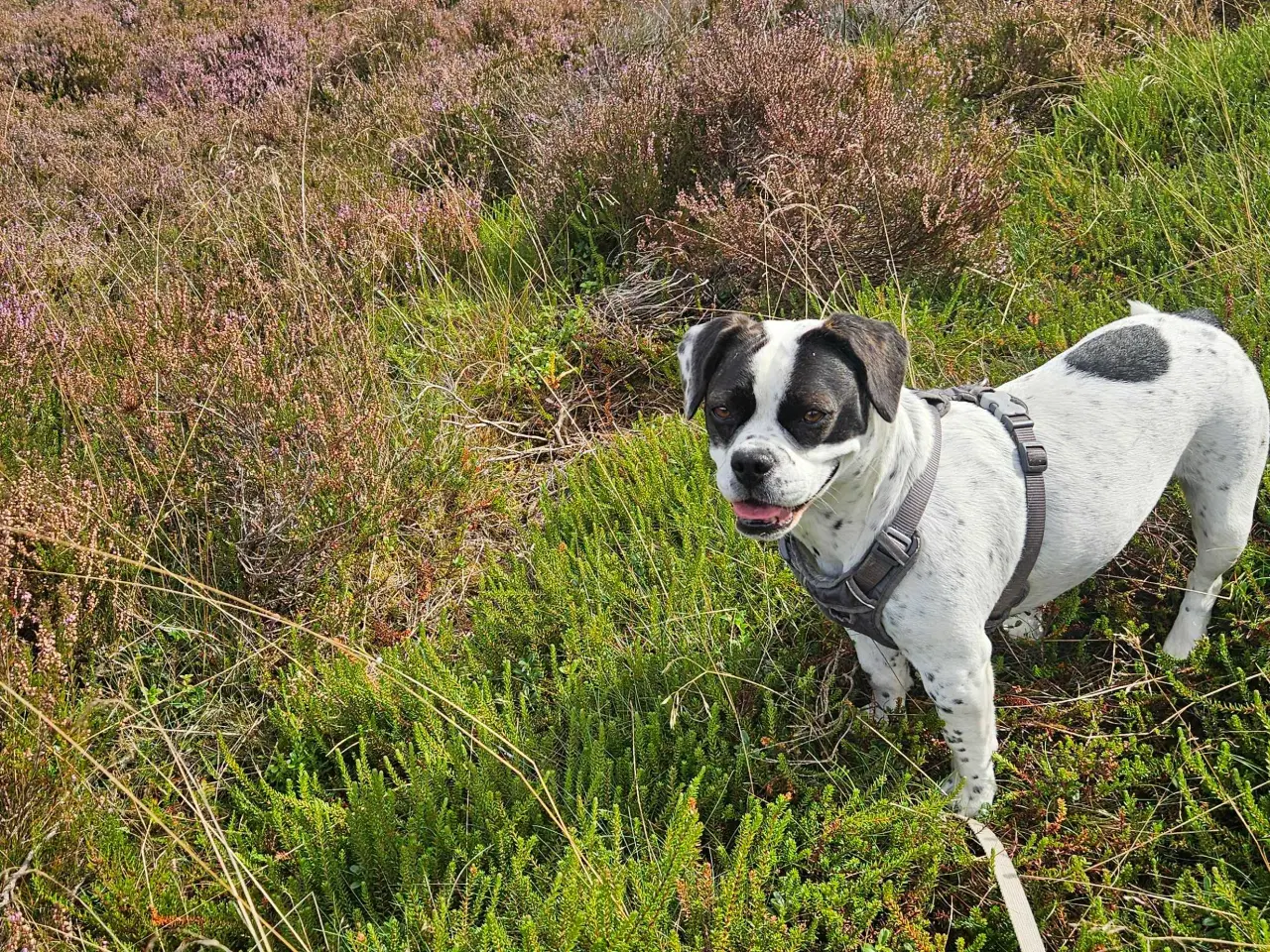 Billede 17 - Fransk bulldog og beagle blandinger født 30/10