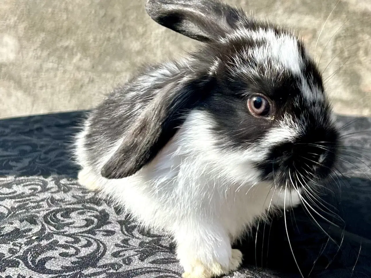 Billede 5 - Super søde kaninunger