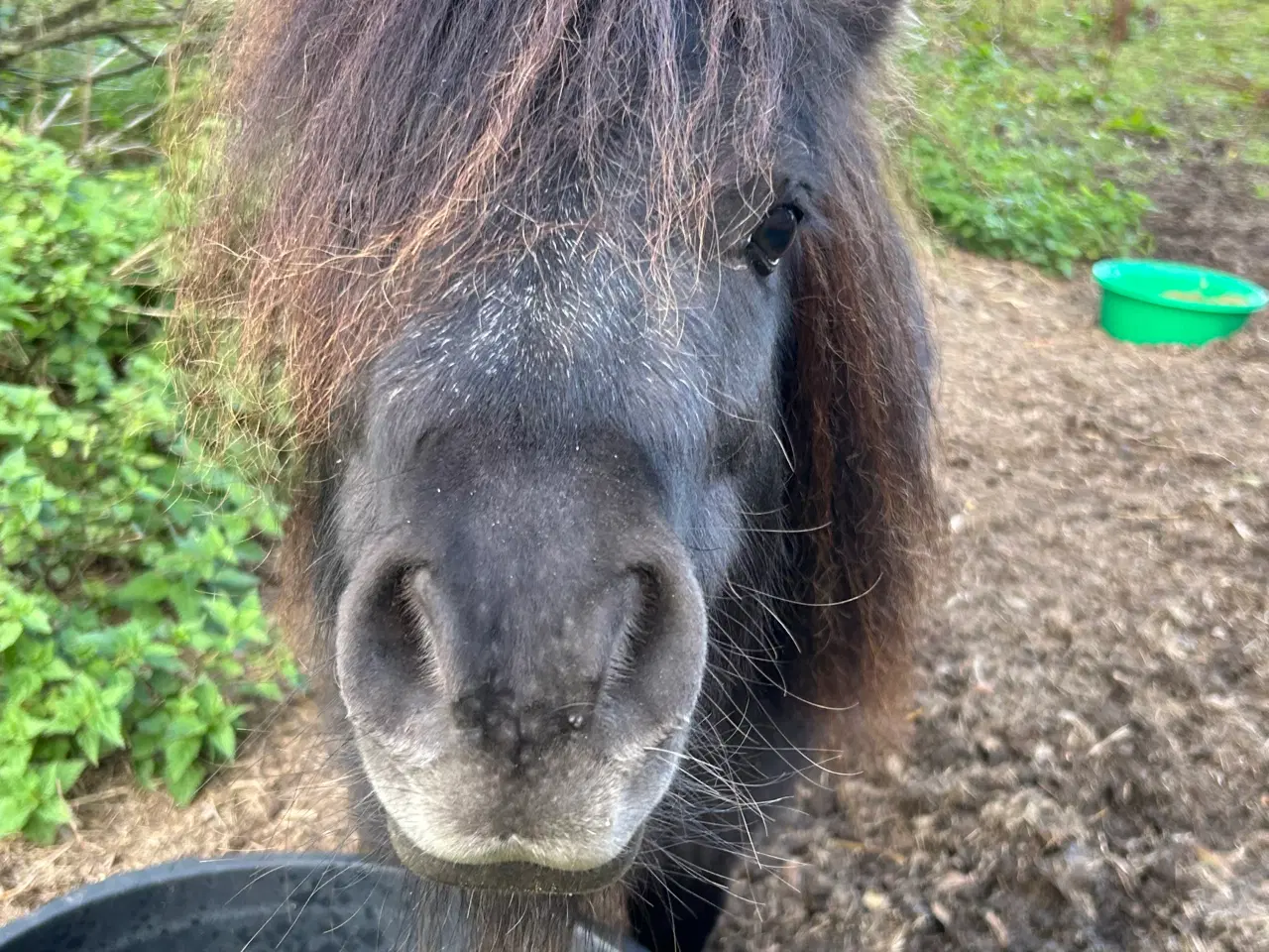 Billede 8 - Skøn mini shetlænder hoppe sælges 