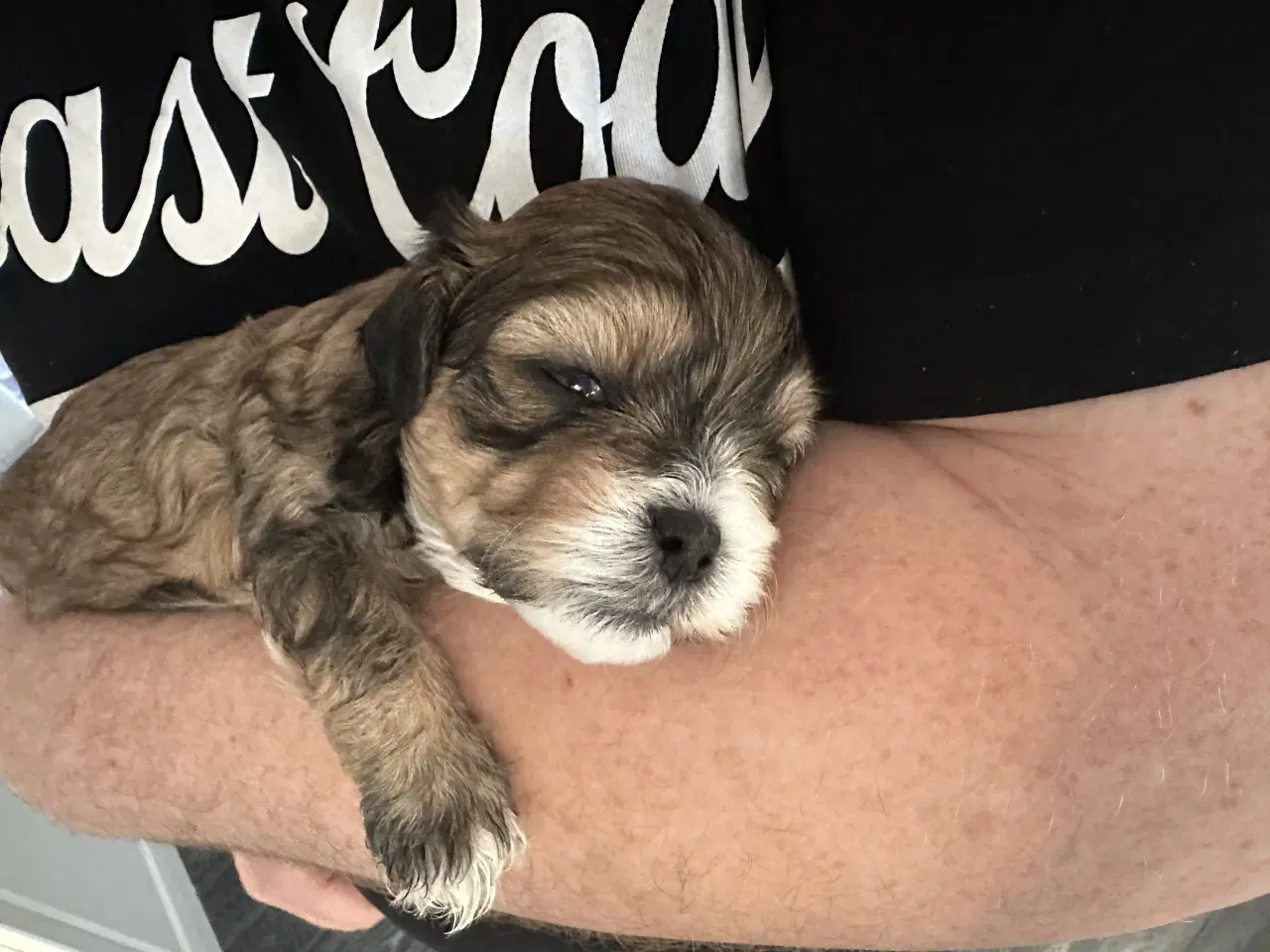 Billede 13 - Blødeste små hvalpe 